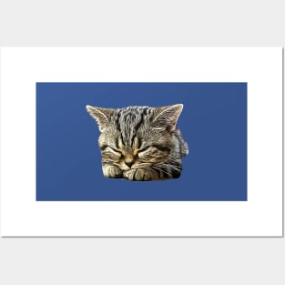 American Shorthair Cat Posters and Art